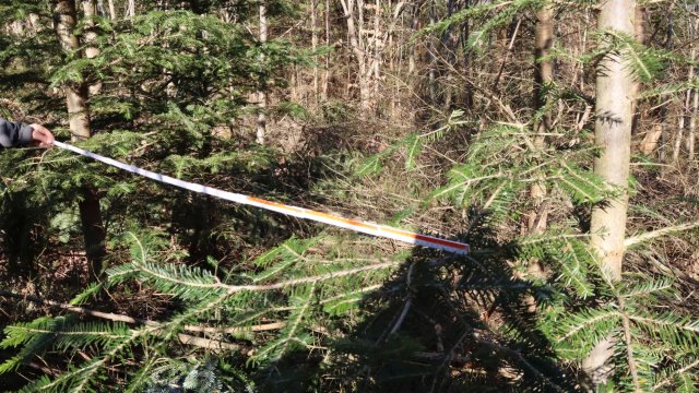 Pflege des Jungwalds hat im Ilmenauer Revier Lindenberg begonnen