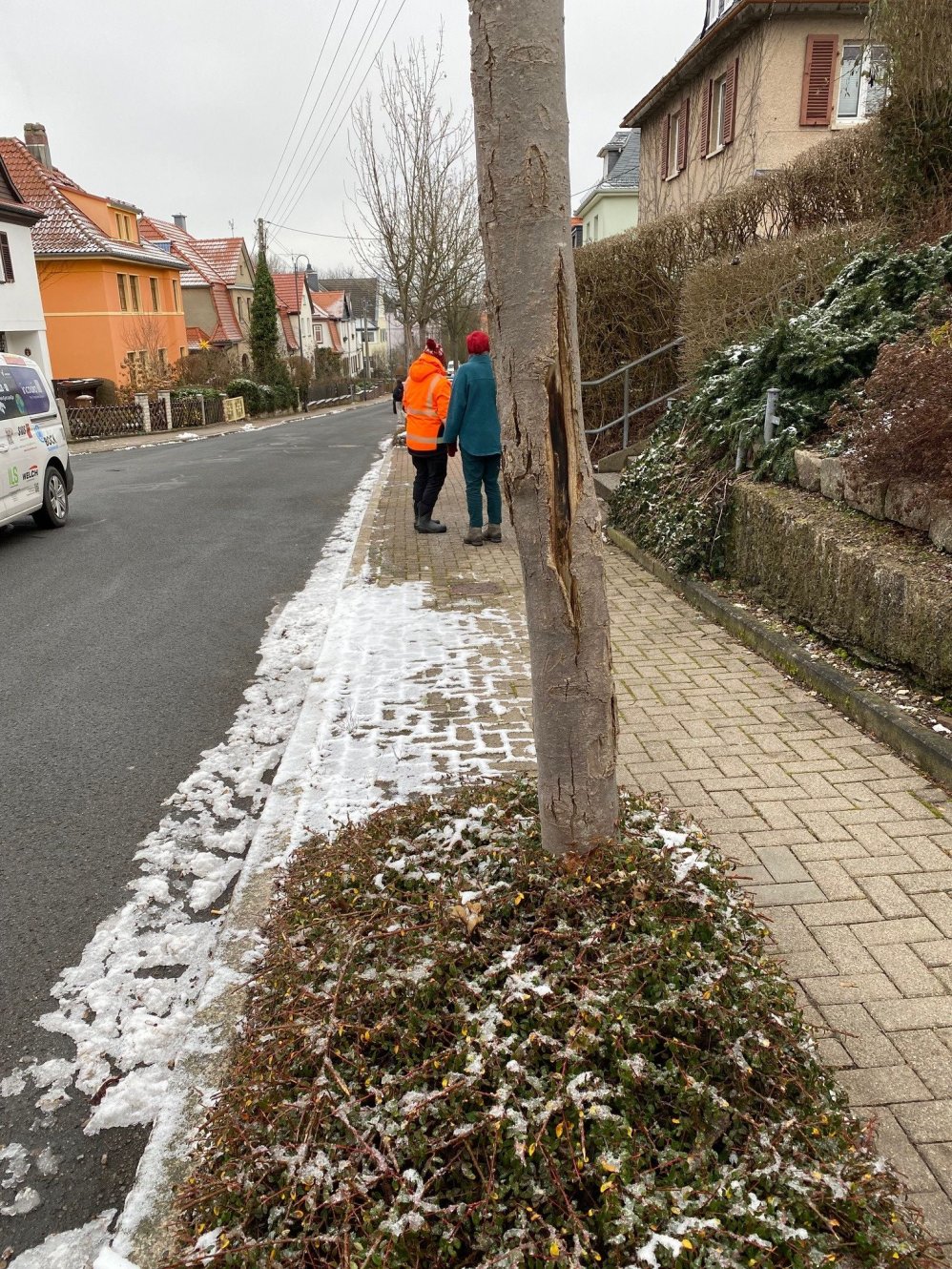 Baumfällungen in der Ilmenauer Herderstraße