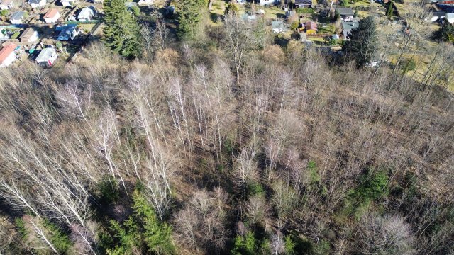 Pflege des Jungwalds hat im Ilmenauer Revier Lindenberg begonnen