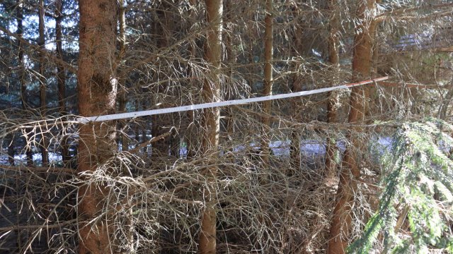 Pflege des Jungwalds hat im Ilmenauer Revier Lindenberg begonnen