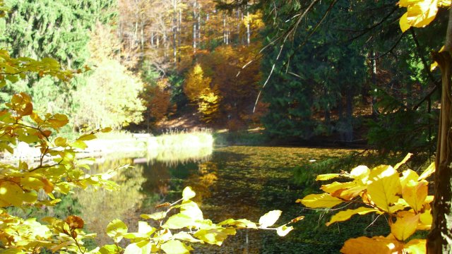 Herbst Knöpfelstaler Teich- Luftkurort Stützerbach